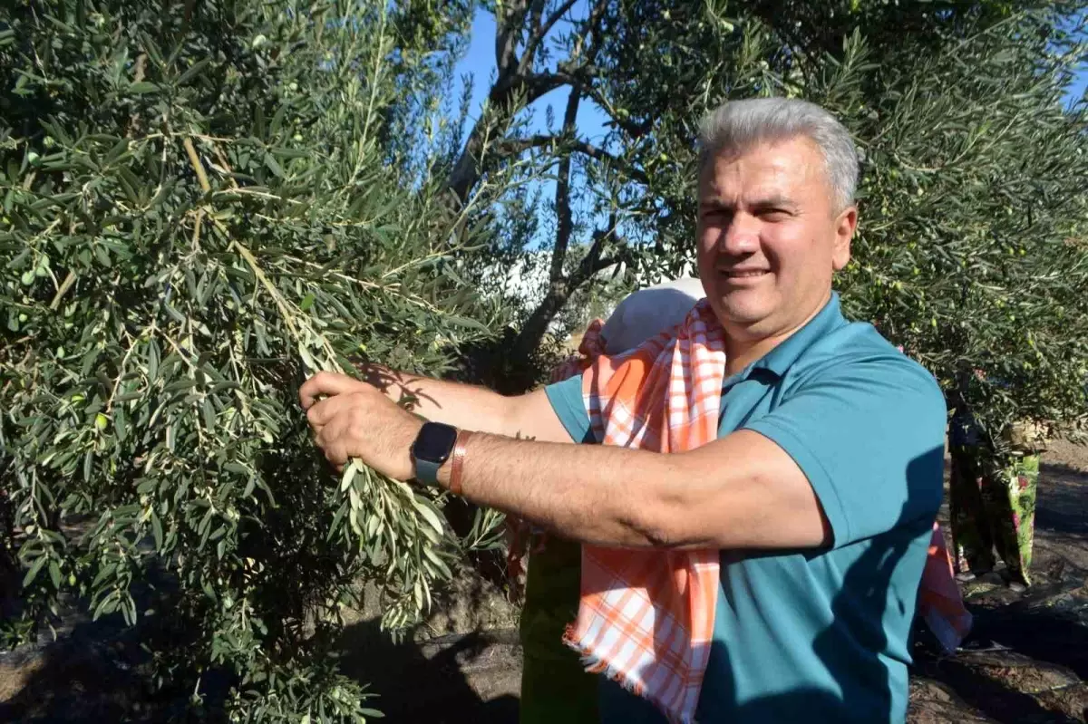 Ayvalık’ta Zeytin Hasadı ve AB Tescili Vurgusu