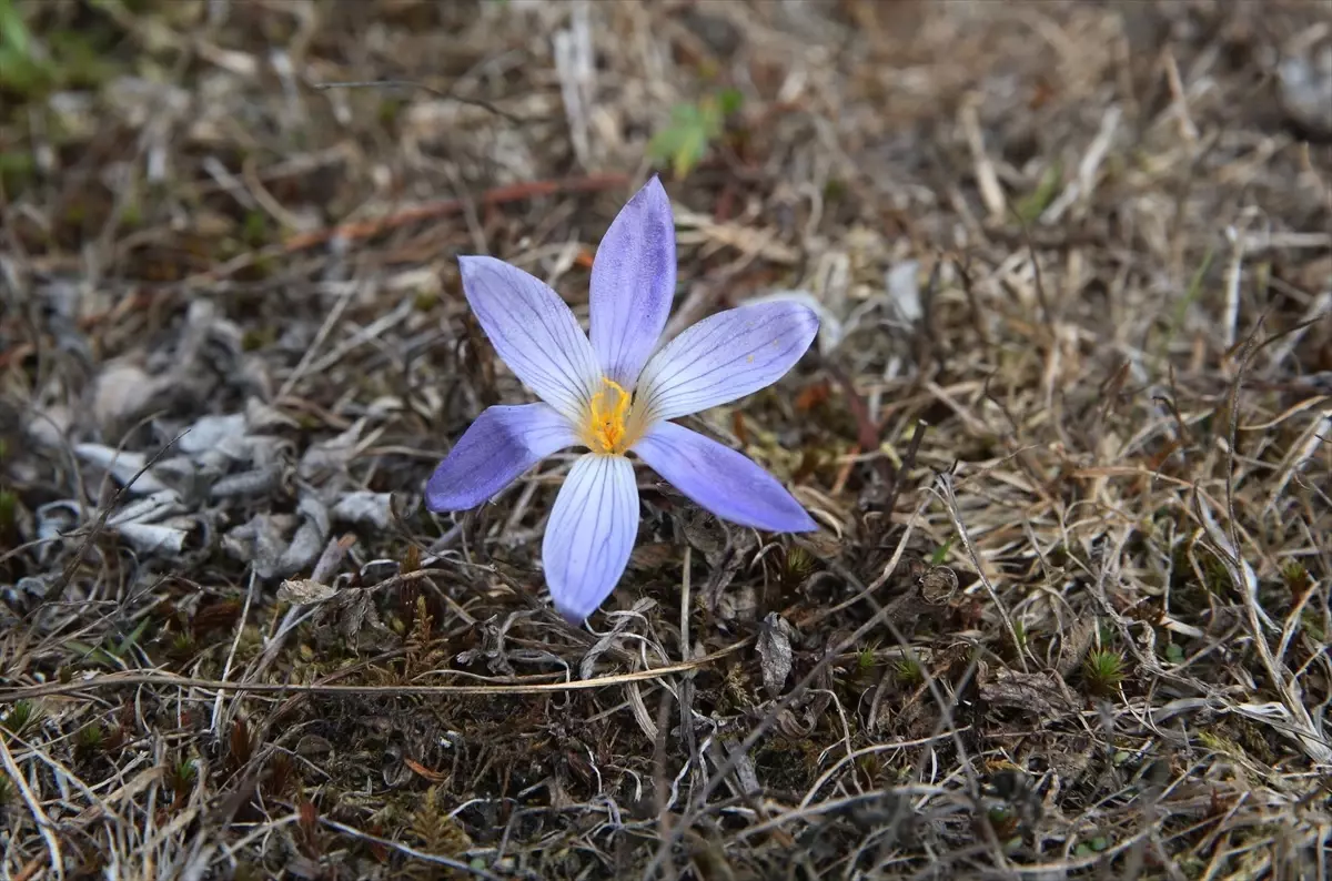 sonbaharin habercisi vargit cicekleri ilgaz dagini susluyor elbhnZKL
