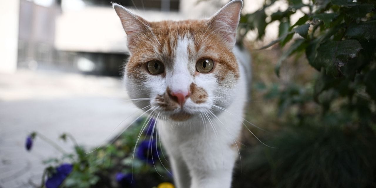 “Kedidir kedi” deyip geçmeyin: İnsanların cinsiyetine göre miyavlıyormuş!